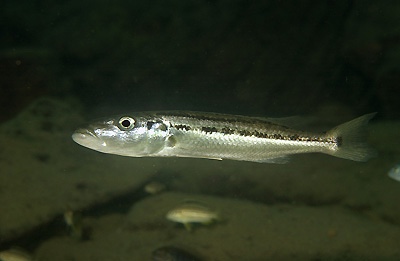 Rhamphochromis esox 'Gome'